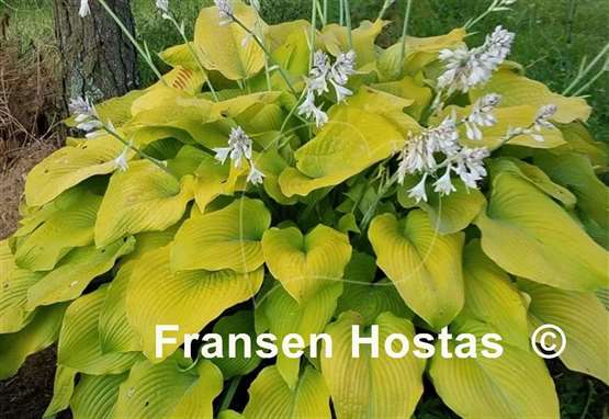 Hosta I Dream of Jeanne